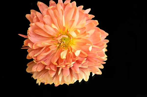 Krásný Oranžový Chryzantéma Květ Tmavém Pozadí — Stock fotografie