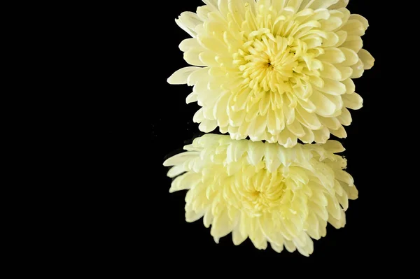 暗さを反映した白い菊の花 — ストック写真