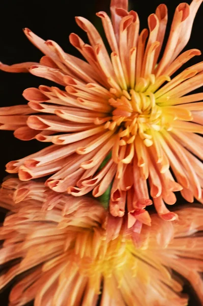 Beautiful Orange Chrysanthemum Flower Dark Background — Stock Photo, Image
