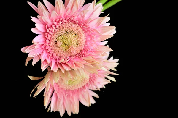 Piękny Różowy Gerbera Kwiat Odbiciem Ciemnym Tle — Zdjęcie stockowe