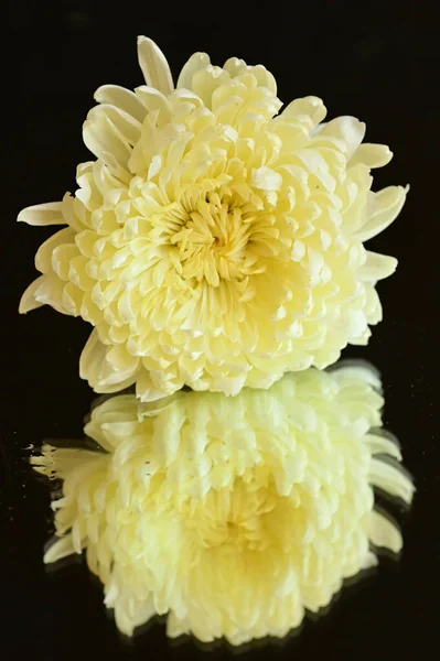 Flor Crisantemo Blanco Con Reflexión Sobre Fondo Oscuro —  Fotos de Stock