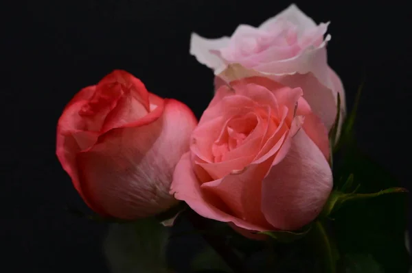 Gyönyörű Rózsák Fekete Háttér — Stock Fotó
