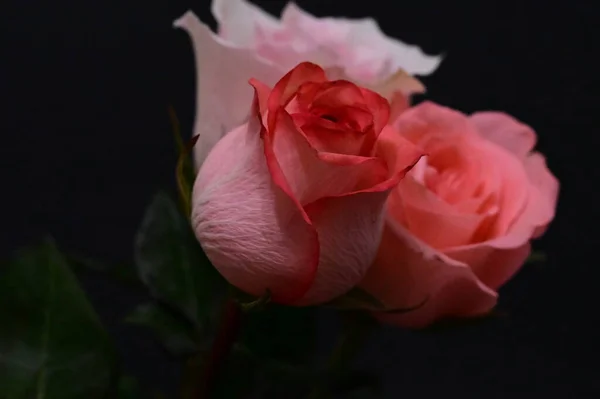 Piękne Róże Czarnym Tle — Zdjęcie stockowe