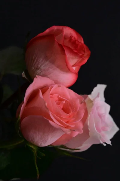 Schöne Rosen Auf Schwarzem Hintergrund — Stockfoto
