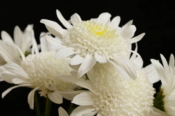 Weiße Chrysanthemenblüten Auf Dem Dunklen Hintergrund — Stockfoto