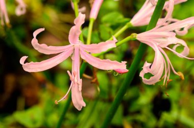 beautiful pink flowers in the garden, close up view