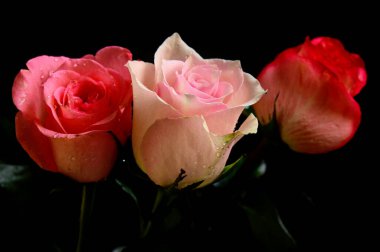 Siyah arka planda güzel güller