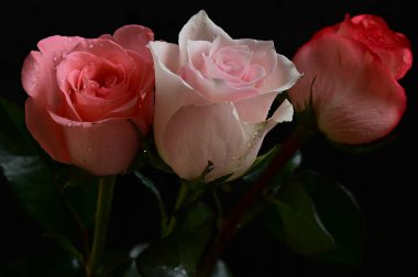 Siyah arka planda güzel kırılgan güller