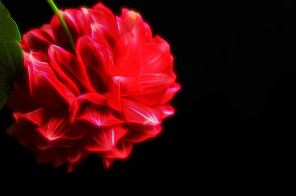 Zbliżenie Widok Piękne Czerwone Kwiaty Ciemnym Tle — Zdjęcie stockowe