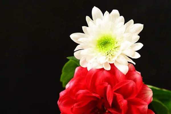 Beautiful Flowers Dark Background — Stock Photo, Image
