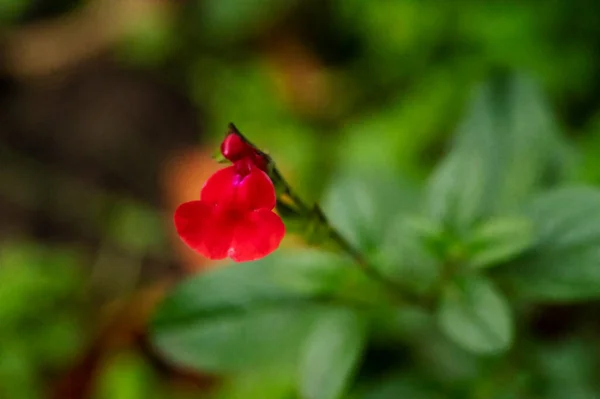 Gyönyörű Vörös Virágok Kertben Közelről — Stock Fotó