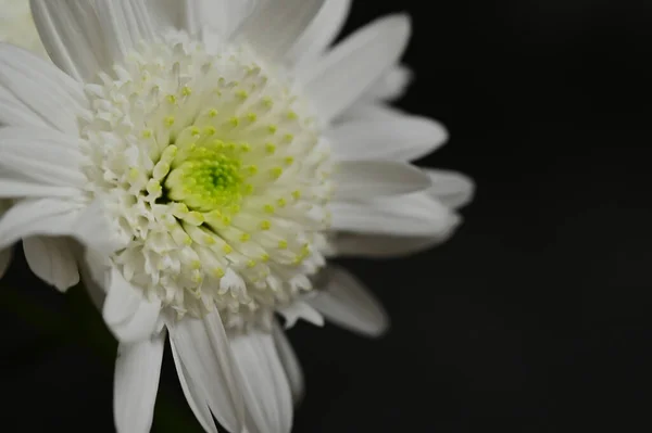 Όμορφο Λουλούδι Κοντινό Πλάνο — Φωτογραφία Αρχείου
