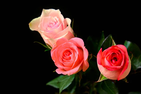 Schöne Rosen Auf Schwarzem Hintergrund — Stockfoto