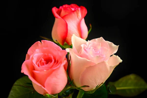 黑色背景的美丽玫瑰 — 图库照片