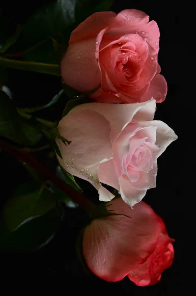 Красиві Тендітні Троянди Чорному Тлі — стокове фото