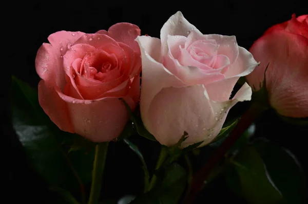 Krásné Křehké Růže Černém Pozadí — Stock fotografie