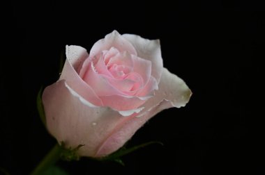 Siyah arkaplanda güzel beyaz bir gül