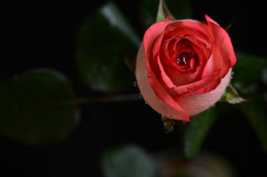 Siyah arka planda güzel pembe bir gül