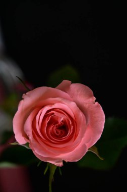 Siyah arka planda güzel pembe bir gül