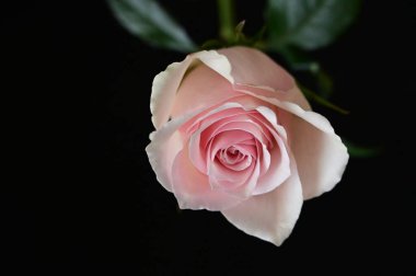 Siyah arkaplanda güzel beyaz bir gül