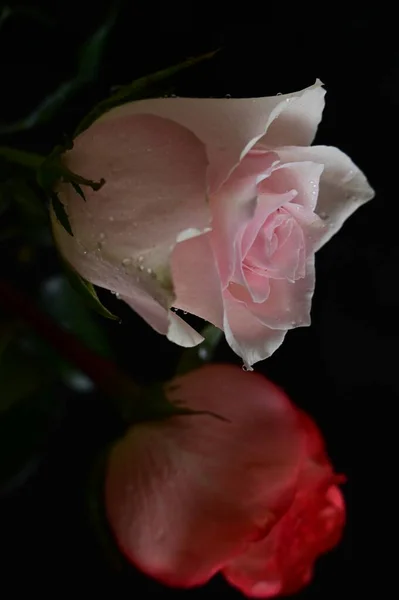 Beautiful Fragile Roses Black Background — Stock Photo, Image