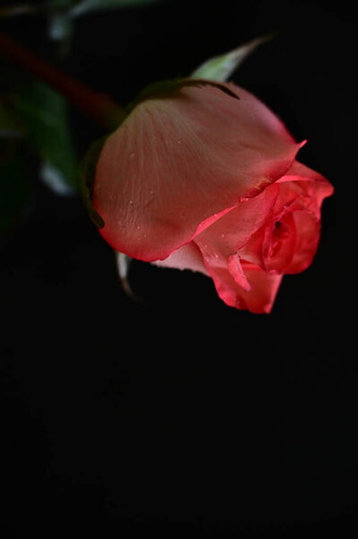 Beautiful pink rose on a black background