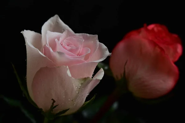 黑色背景上美丽而脆弱的玫瑰 — 图库照片