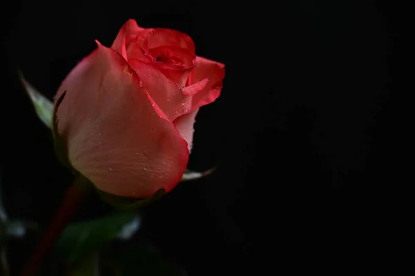 Gyönyörű Rózsaszín Rózsa Egy Fekete Háttér — Stock Fotó