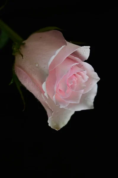 Bella Rosa Bianca Sfondo Nero — Foto Stock