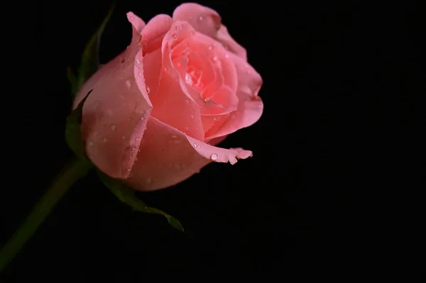 黑色背景上美丽的粉红玫瑰 — 图库照片
