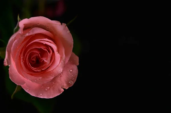 Όμορφο Ροζ Τριαντάφυλλο Μαύρο Φόντο — Φωτογραφία Αρχείου