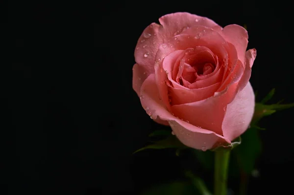 Belle Rose Rose Sur Fond Noir — Photo