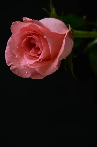 Mooie Roze Roos Een Zwarte Achtergrond — Stockfoto
