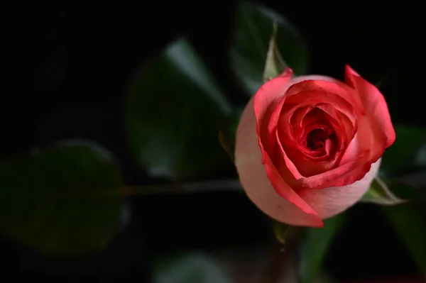 Bella Rosa Rosa Sfondo Nero — Foto Stock