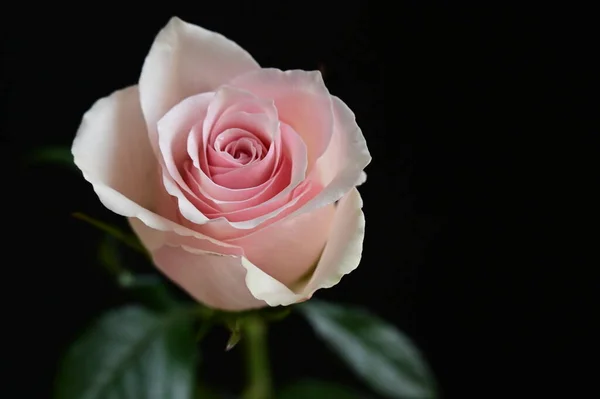 Красивая Белая Роза Черном Фоне — стоковое фото