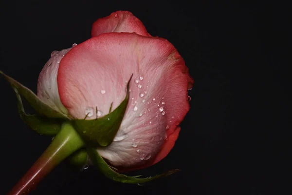 Красива Рожева Троянда Чорному Тлі — стокове фото