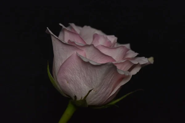 Gyönyörű Fehér Rózsa Egy Fekete Háttér — Stock Fotó