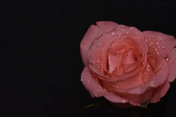 Trandafir Roz Frumos Fundal Negru — Fotografie, imagine de stoc
