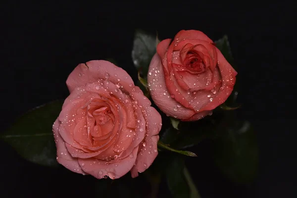 Mooie Fragiele Rozen Een Zwarte Achtergrond — Stockfoto