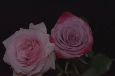 Siyah arka planda güzel kırılgan güller