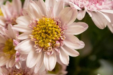 Bahçede büyüyen beyaz ve pembe çiçekler