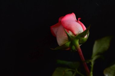 Siyah arka planda güzel pembe bir gül