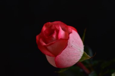 Siyah arka planda güzel pembe bir gül
