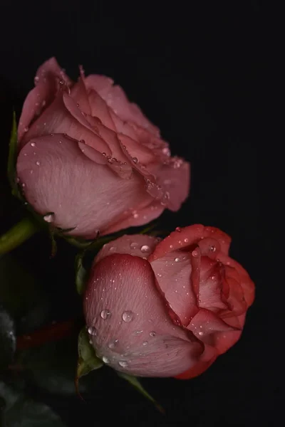 Belles Roses Fragiles Sur Fond Noir — Photo