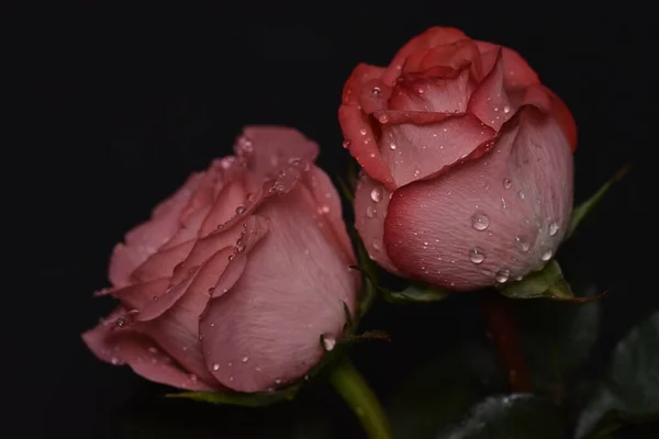 黒い背景の美しい壊れやすいバラ — ストック写真