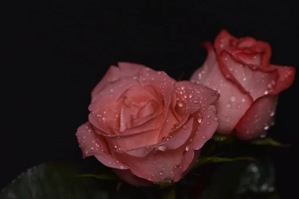 Hermosas Rosas Frágiles Sobre Fondo Negro —  Fotos de Stock