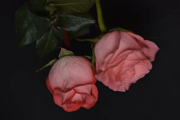 Schöne Zerbrechliche Rosen Auf Schwarzem Hintergrund — Stockfoto