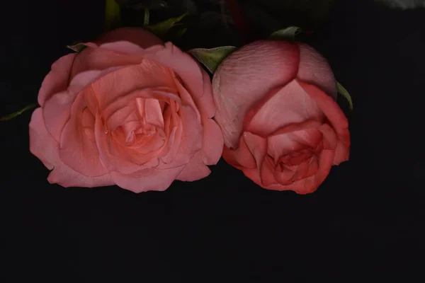 Kaunis Hauraita Ruusuja Mustalla Pohjalla — kuvapankkivalokuva