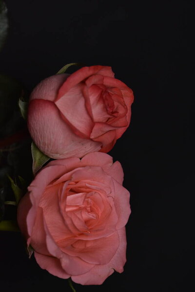 Beautiful fragile roses on a black background