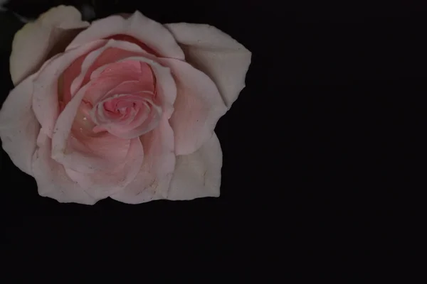 Красива Біла Троянда Чорному Тлі — стокове фото